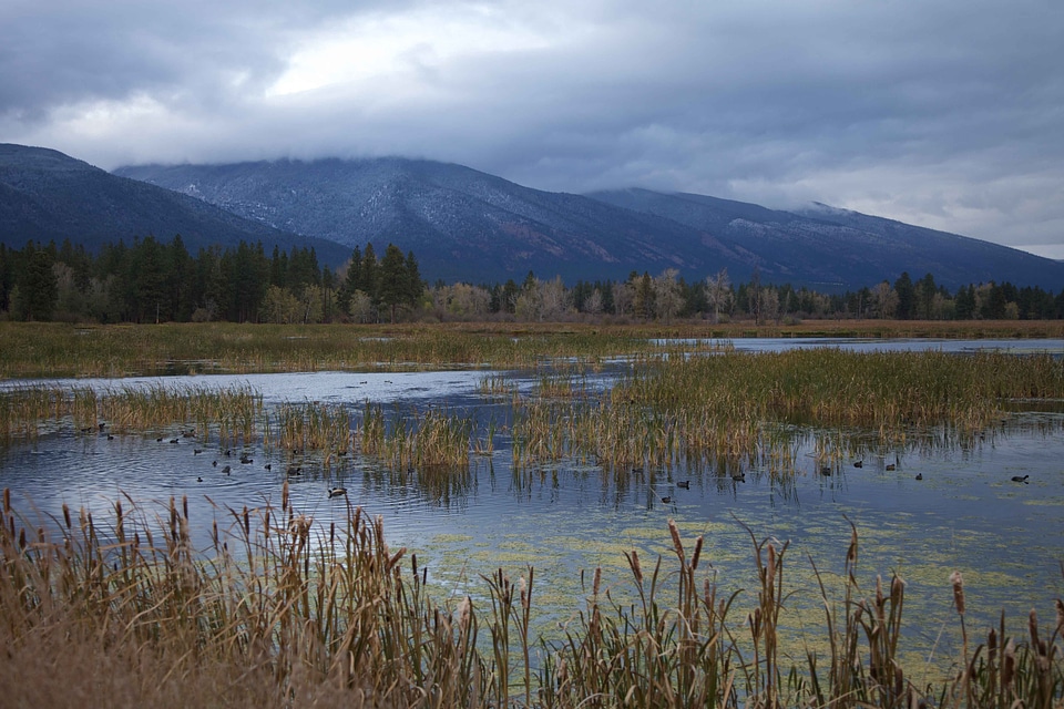 Aquatic Bird countryside scenic photo