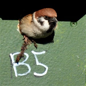 Ringmus in nestkast