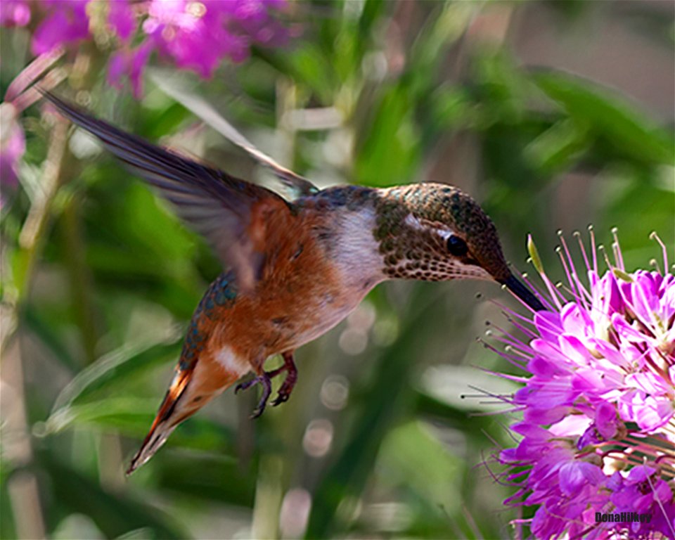 Rufous Hummingbird