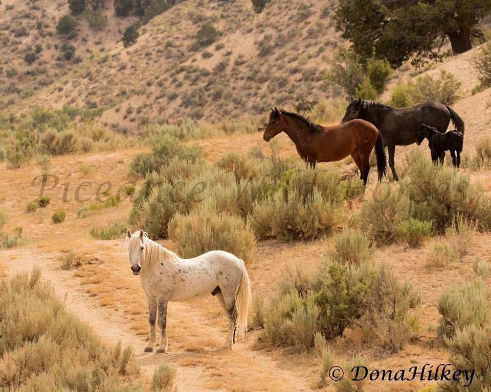 Piceance Wild Horses