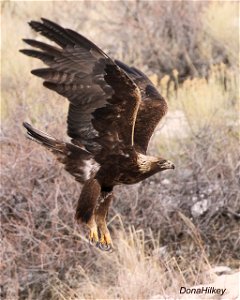 Golden Eagle photo