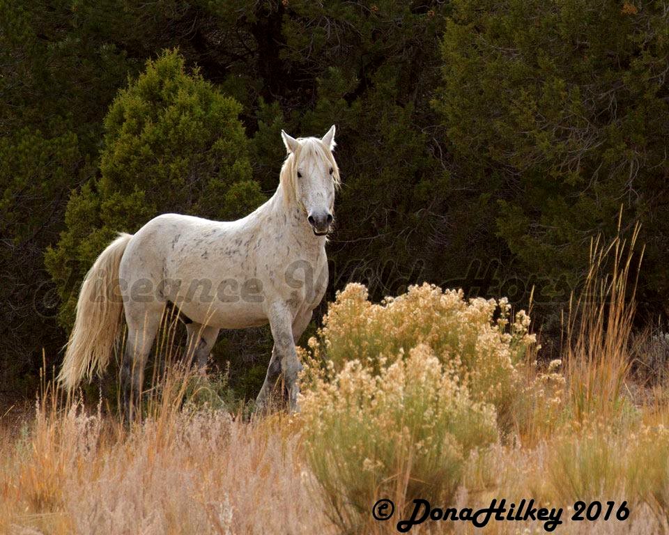 Piceance Wild Horses