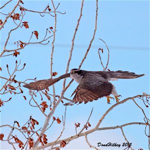 Northern Goshawk