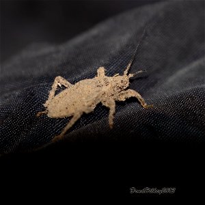 Masked Hunter nymph