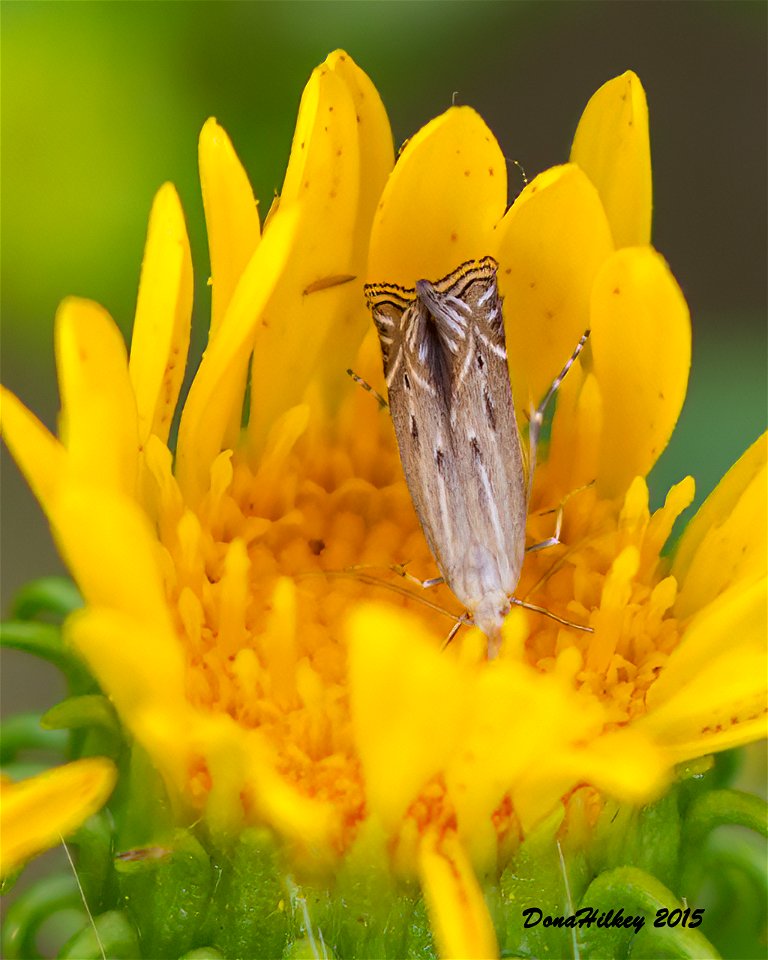 one of the twirler moths