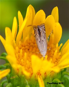 one of the twirler moths
