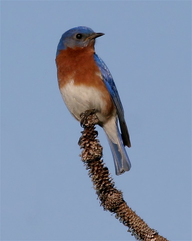 Eastern Bluebird
