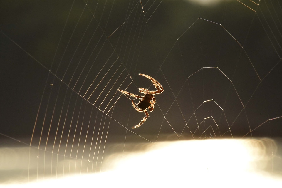 Spider spider web sunshine