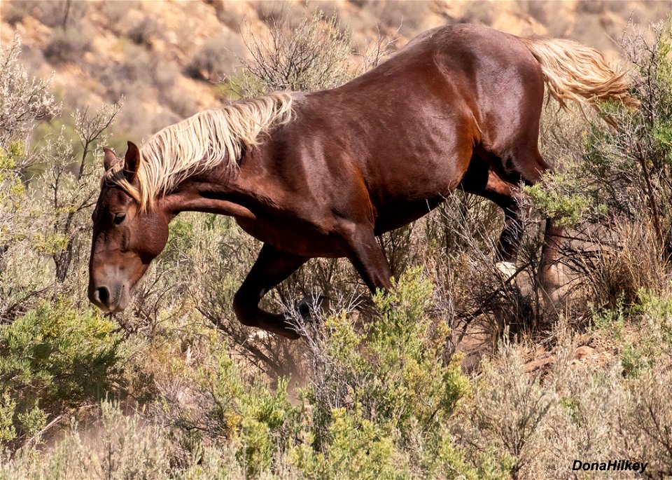 7049-stallion-10aug2018-barcus-web