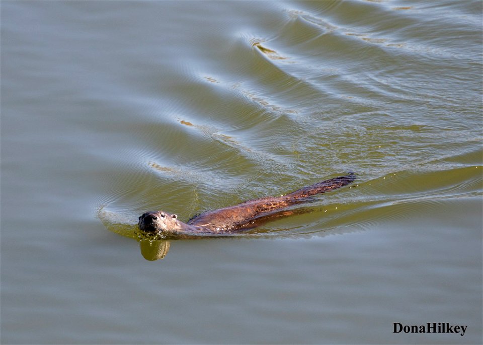 North American River Otter