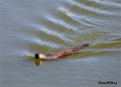 North American River Otter