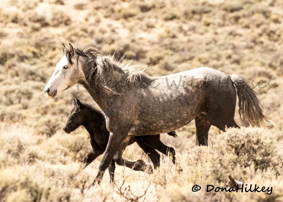 Piceance Wild Horses