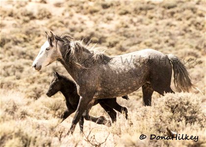Piceance Wild Horses