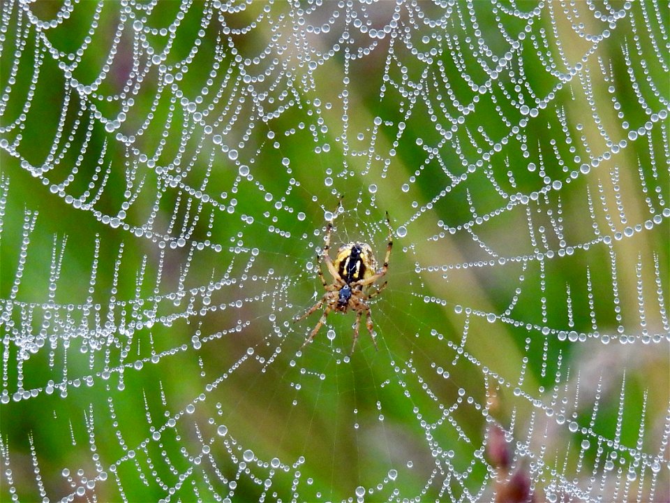 Heidewielwebspin