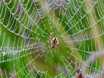 Heidewielwebspin