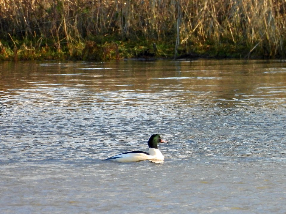 Grote zaagbek
