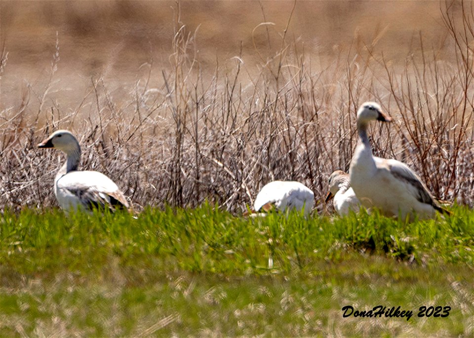 Snow Geese
