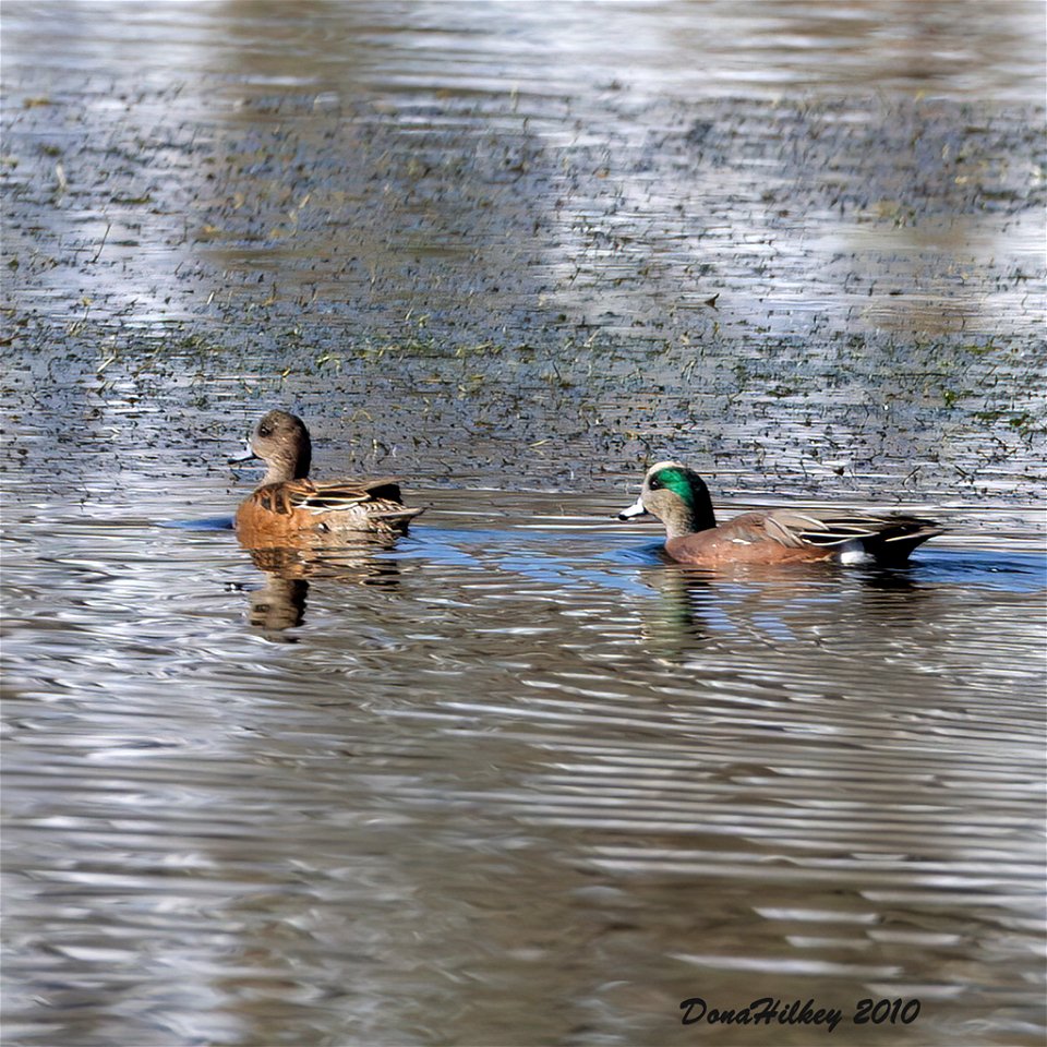 American Wigeon pair