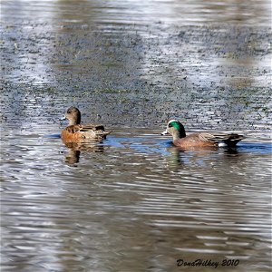 American Wigeon pair
