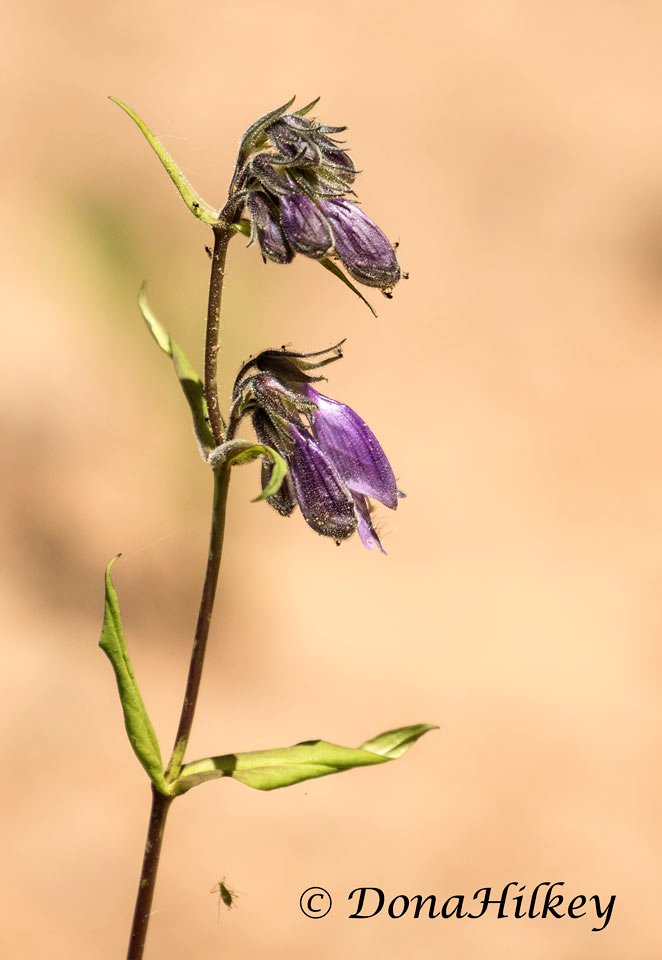 Whipple's Penstemon, Penstemon whippleanus92