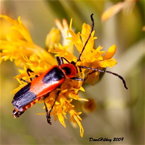 Colorado Soldier Beetle