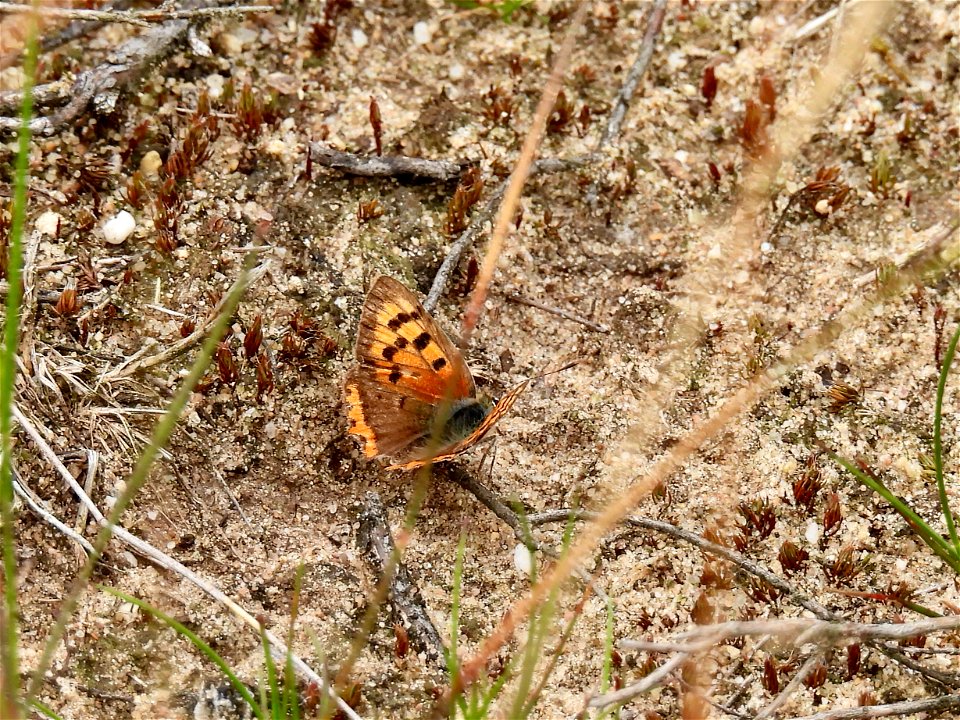 Kleine vuurvlinder vlinder