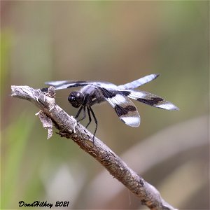 Eight-spotted Skimmer photo
