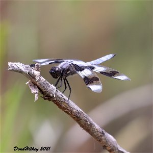 Eight-spotted Skimmer