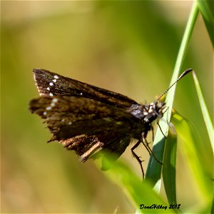 Common Sootywing Pholisora catullus