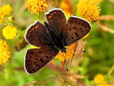 Bruine vuurvlinder