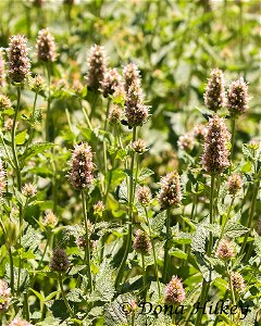 Horsemint or Giant Hyssop, Agastache urtifolia