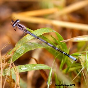 Pacific Forktail photo