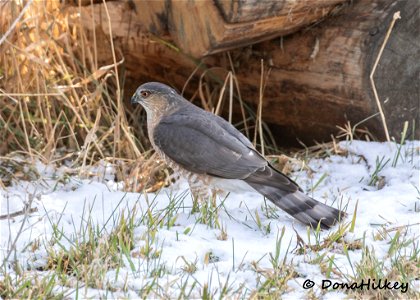 Sharp-shinned Hawk