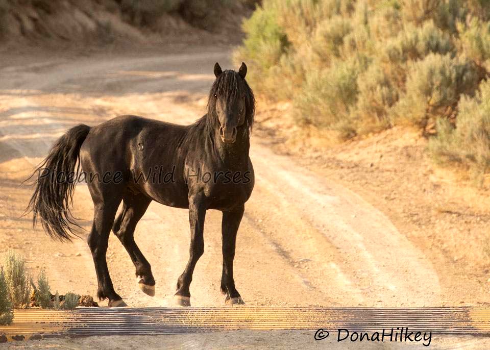 Piceance Wild Horses