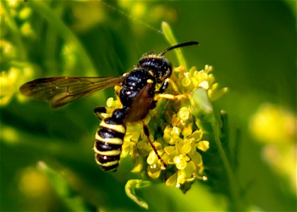 Typical Weevil Wasps and Allies photo