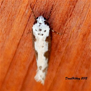 Genus Ethmia a member of Flat-bodied Moths