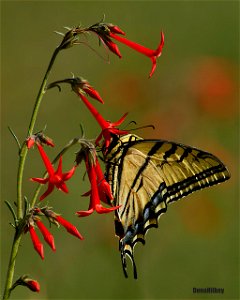Two-tailed Swallowtail photo