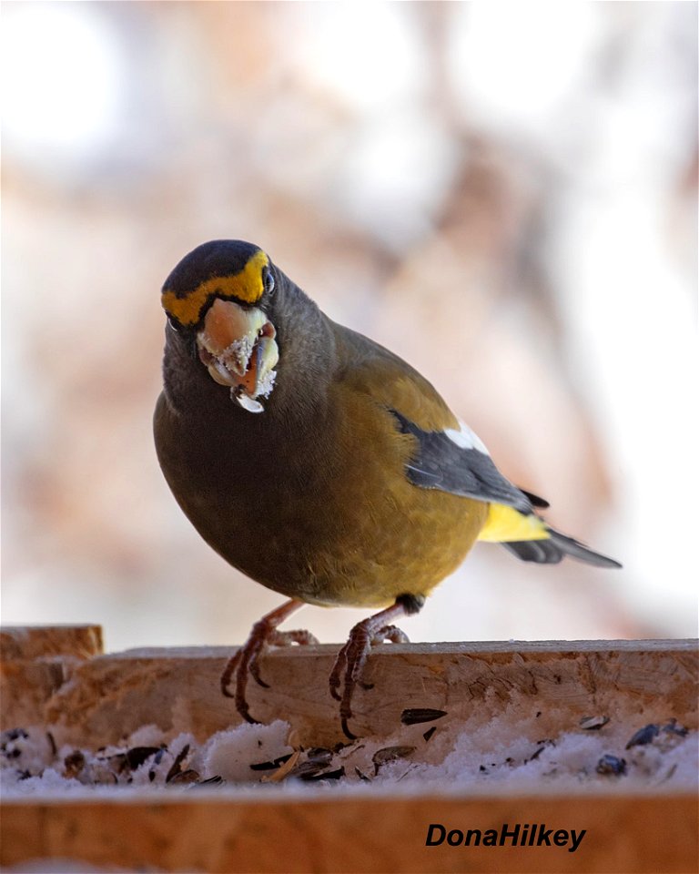 Evening Grosbeak
