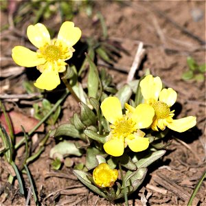 Sage Buttercup (Ranunculus glaberrimus var. ellipticus) April 15, 2017 on CR 12, Marvine Creek road east of Meeker, Colorado.4