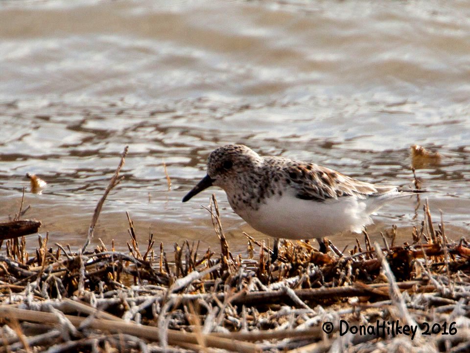 Sanderling photo