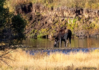 Bull Moose