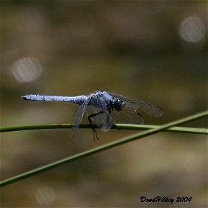 Western Pondhawk