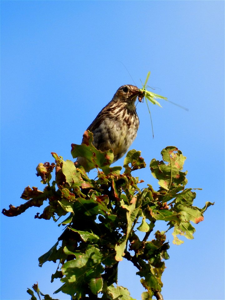 Boompieper met sprinkhaan