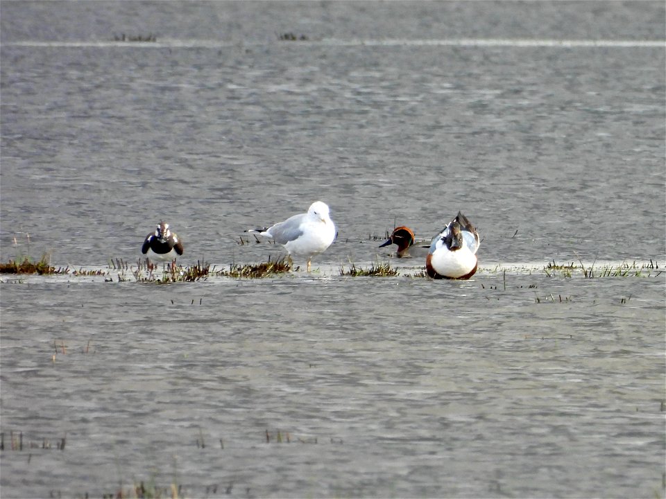 Wintertaling, slobeend, meeuw en kievit.