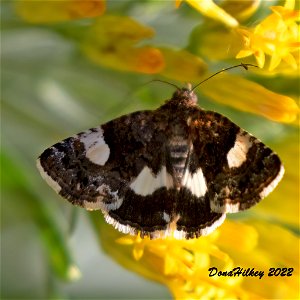 Four-spotted Moth photo