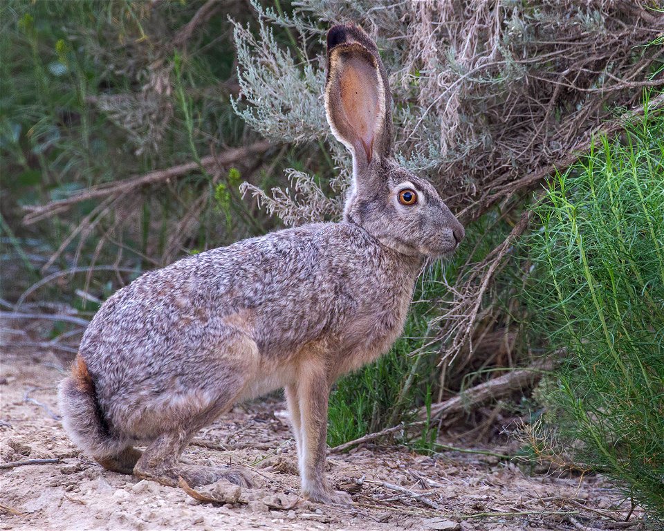 Black-tailed Jackrabbit