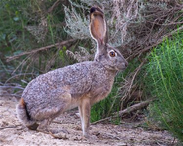 Black-tailed Jackrabbit