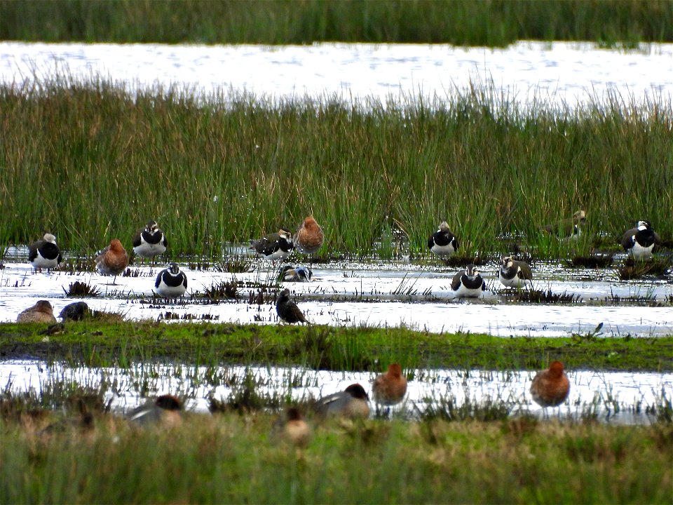 Kieviten en grutto's