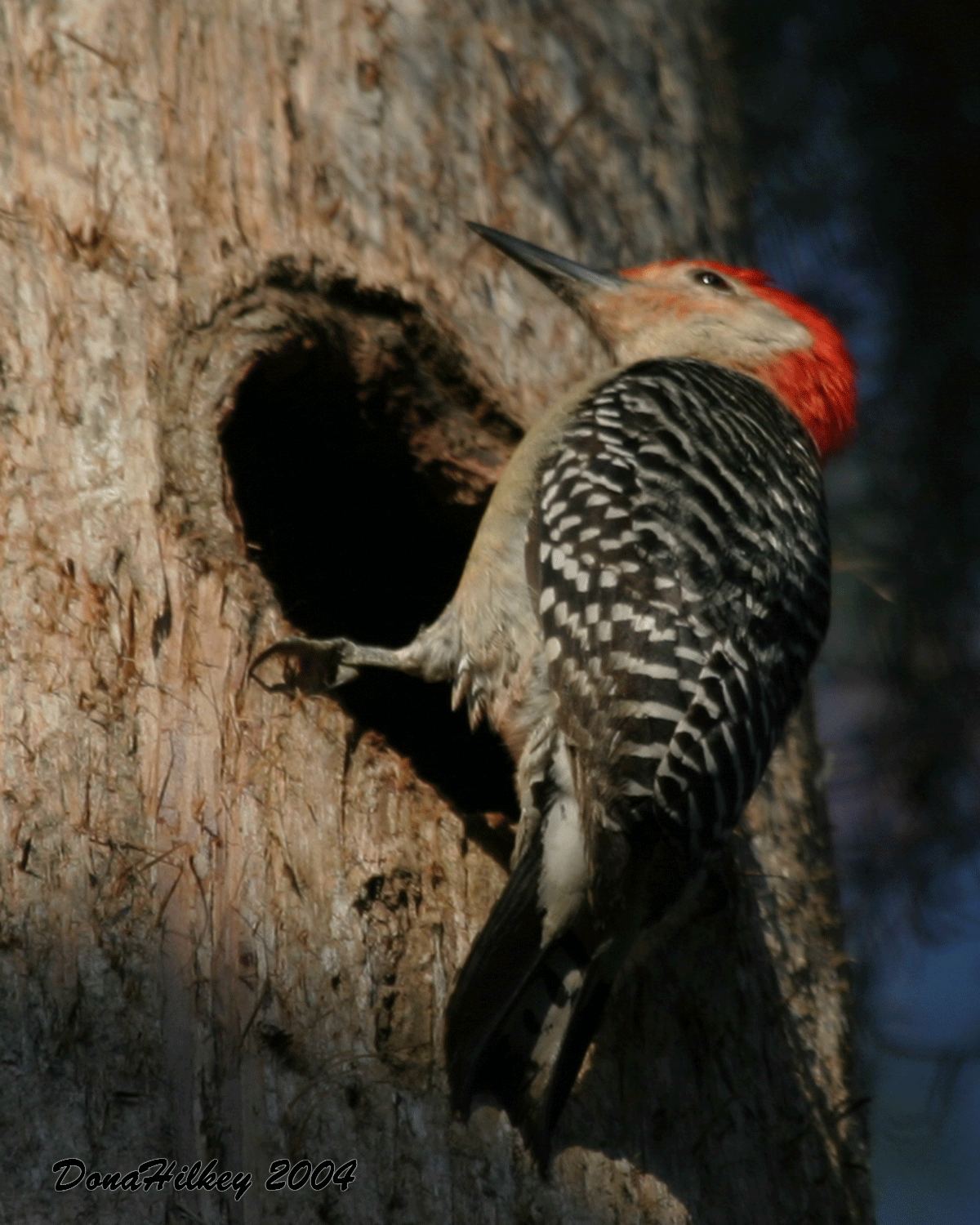 Red-bellied Woodpecker