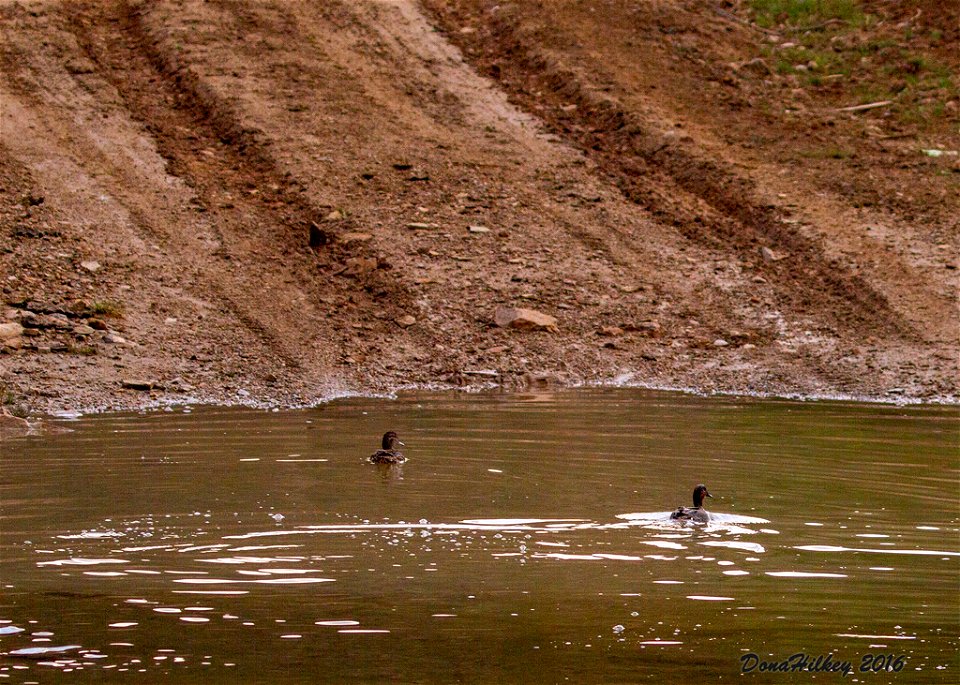 Green-winged Teal